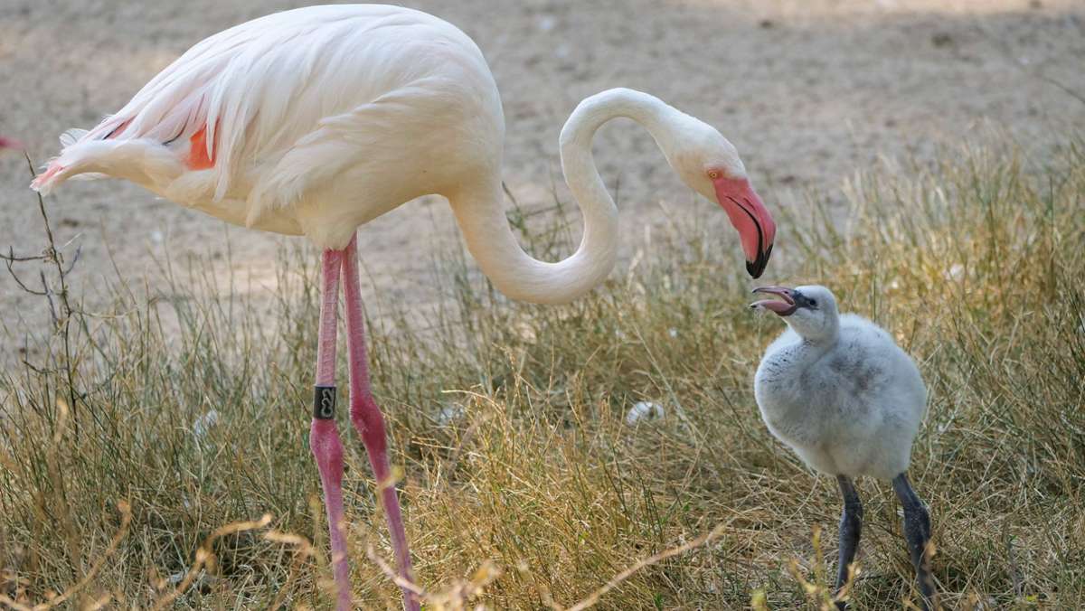 Wilhelma in Stuttgart: Sechs Küken halten den  Flamingo-Kindergarten auf Trab