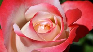 Dieb stiehlt 50 Rosen von Grab