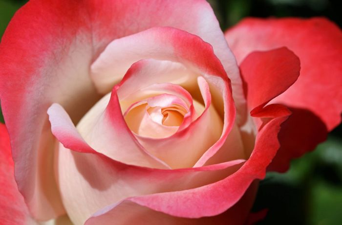 Dieb stiehlt 50 Rosen von Grab