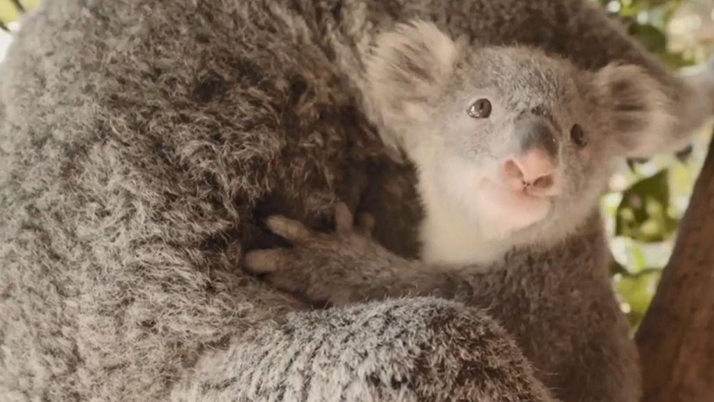 Koala-Nachwuchs in Sydney: Putziges Baby kuschelt sich in die Herzen der Parkbesucher