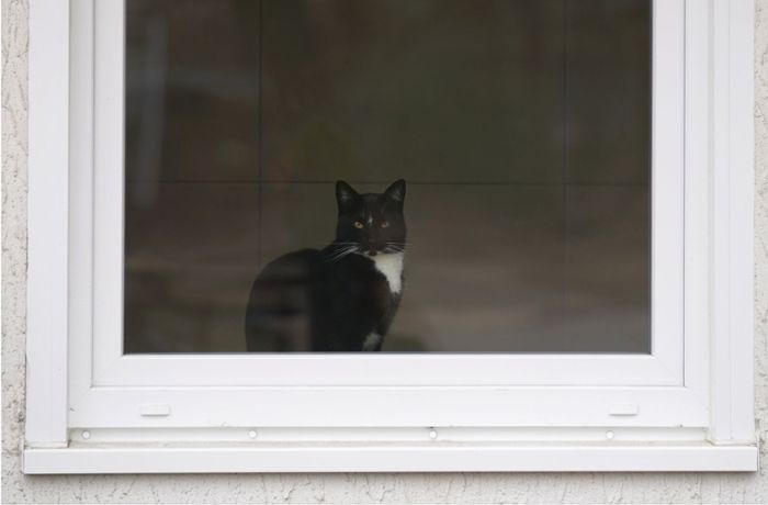 Erstes Zwangsgeld wegen Katzen-Ausgangsverbot verhängt