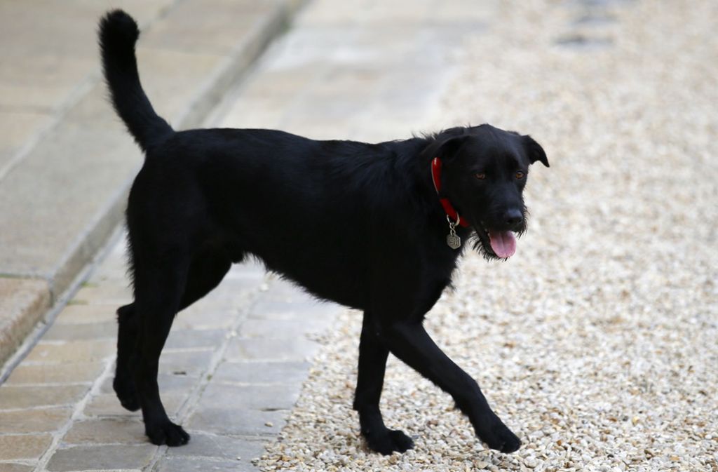 Ein treuer Begleiter ist außerdem der Hund des französischen Präsidenten Emmanuel Macron, Nemo. Seit zwei Jahren wohnt der Labrador-Mischling nun schon im Elysée-Palast – Macron und seine Frau Brigitte hatten ihn aus einem Heim geholt.
