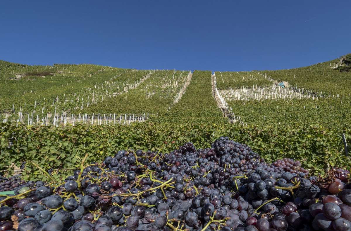 Die Erntemenge der 36 Weingärtnergenossenschaften liegt  bei weniger als 50 Millionen Litern. Foto: factum/Weise/Andreas Weise/factum
