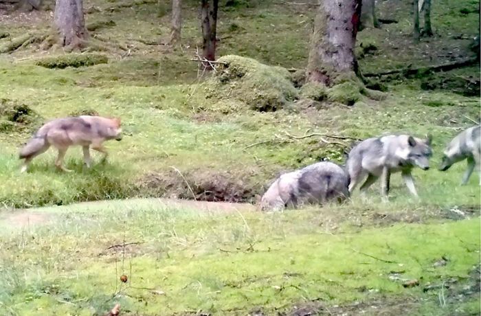 Wildtiere in Baden-Württemberg: Nicht wegrennen, wenn der Wolf kommt