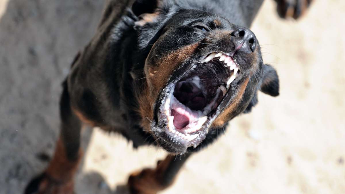 Hundeattacke in Schallstadt: Vier Rottweiler greifen  Frau an und verletzen sie schwer