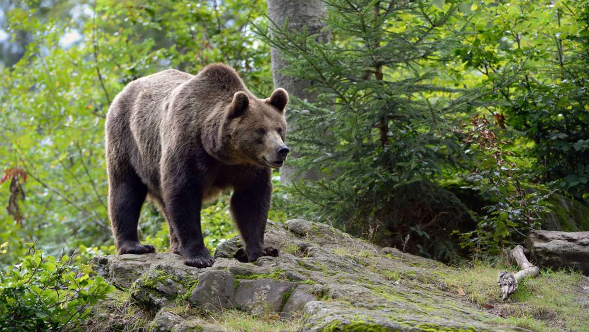 Nach tödlichem Angriff in Italien: Spuren eines Braunbären in Bayern entdeckt