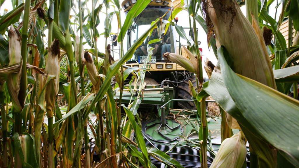 Schäden durch Dürre: Bauern bekommen Millionen-Nothilfe