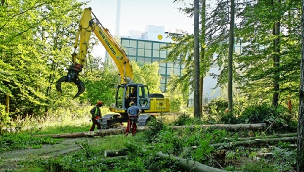 Böblingen: Müllofenchef verstößt gegen Regionalplan: Waldrodung verstößt gegen Regionalplan