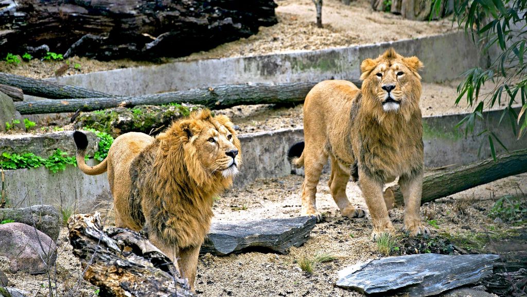 Neue Löwen in der Wilhelma: Shapur und Kajal erkunden das Außengehege