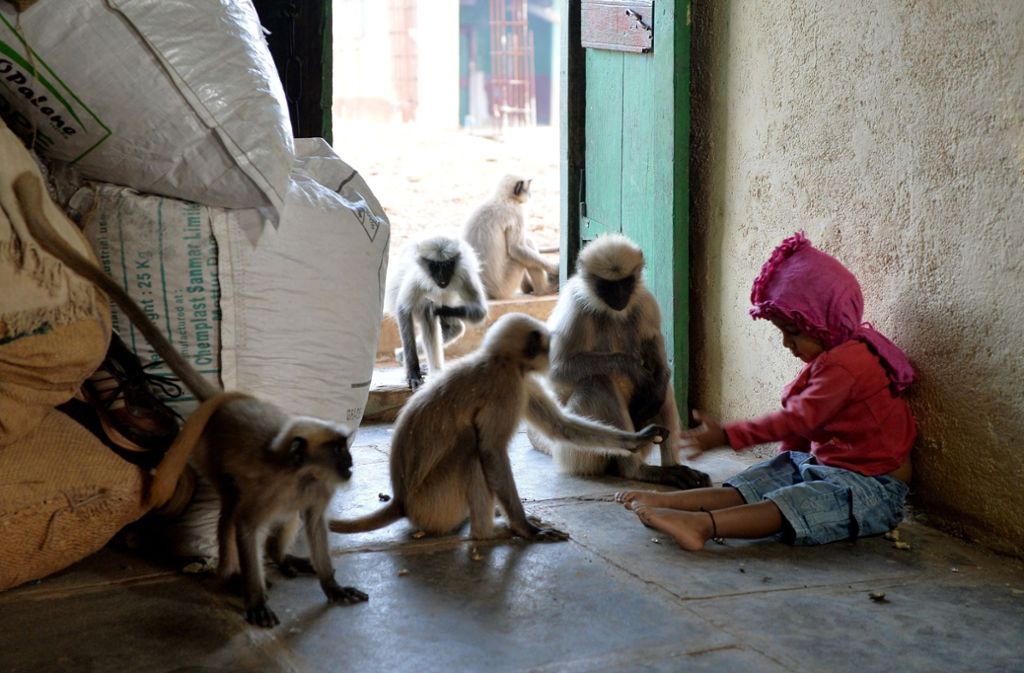 Der zweijährige Samarth Bangari bekommt täglich Besuch von mehreren Languren.