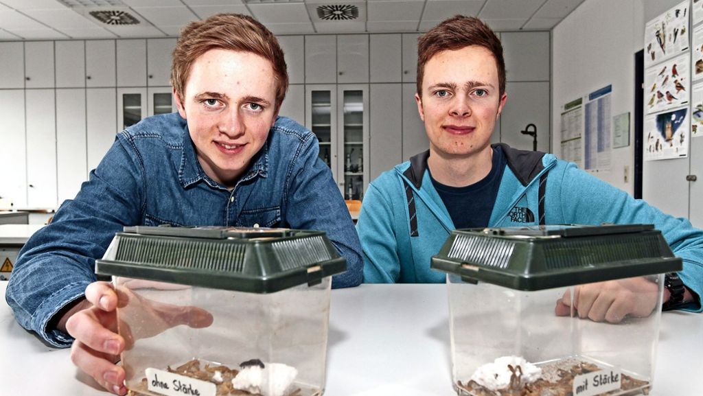  Das Biologieprojekt über Styropor-fressende Larven überzeugt die Jury bei „Jugend forscht“. 