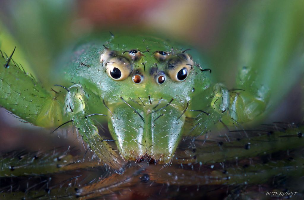 Die grüne Krabbenspinne ist im Original nur vier Millimeter groß. Foto: Valentin Gutekunst