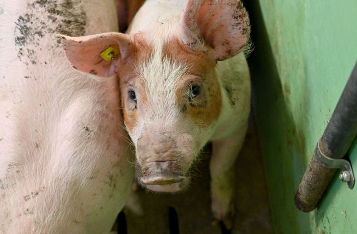 Forchheim im Kreis Emmendingen: Wie kam es zum dramatischen Ausbruch der Schweinepest?