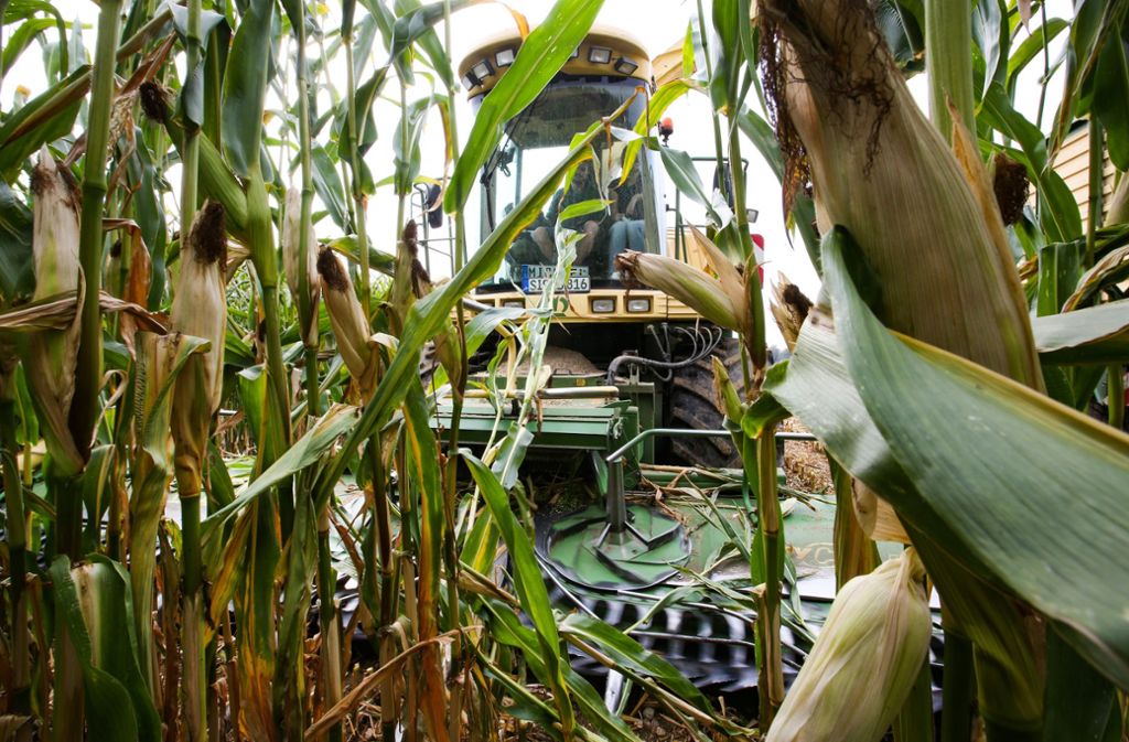 Nach Durre In Baden Wurttemberg Bauern Mussen Mais Noternten