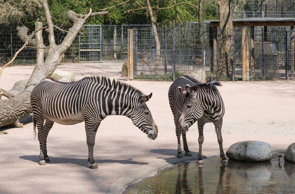 Grevy-Zebras beim Durstlöschen