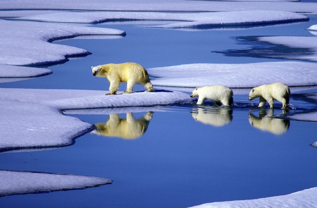 Kanada: Eine Eisbärenmutter marschiert mit ihren beiden Jungen auf Futtersuche über schmelzende Eisschollen im Gebiet der Nordwest-Passage in Kanada.