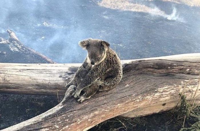 Australien: Koala-Mutter und ihr Baby vor Flammen gerettet