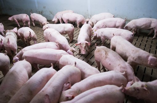 Die Schweinehaltung muss nach Ansicht der Ökoverbände dringend verbessert werden Foto: dpa