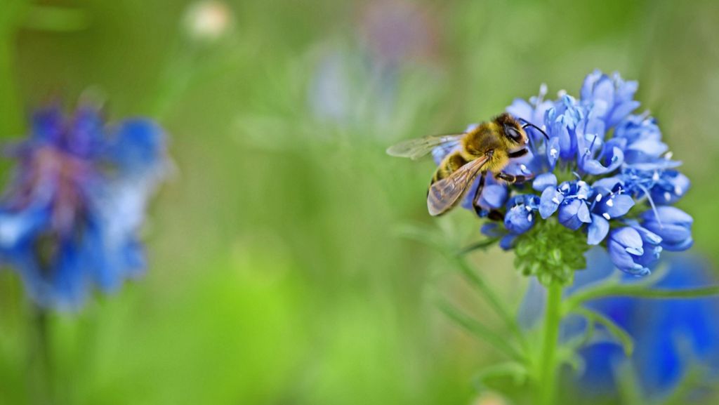 Grüne Vorgärten in Filderstadt: Mehr Heimat für Bienen und ihre Artgenossen