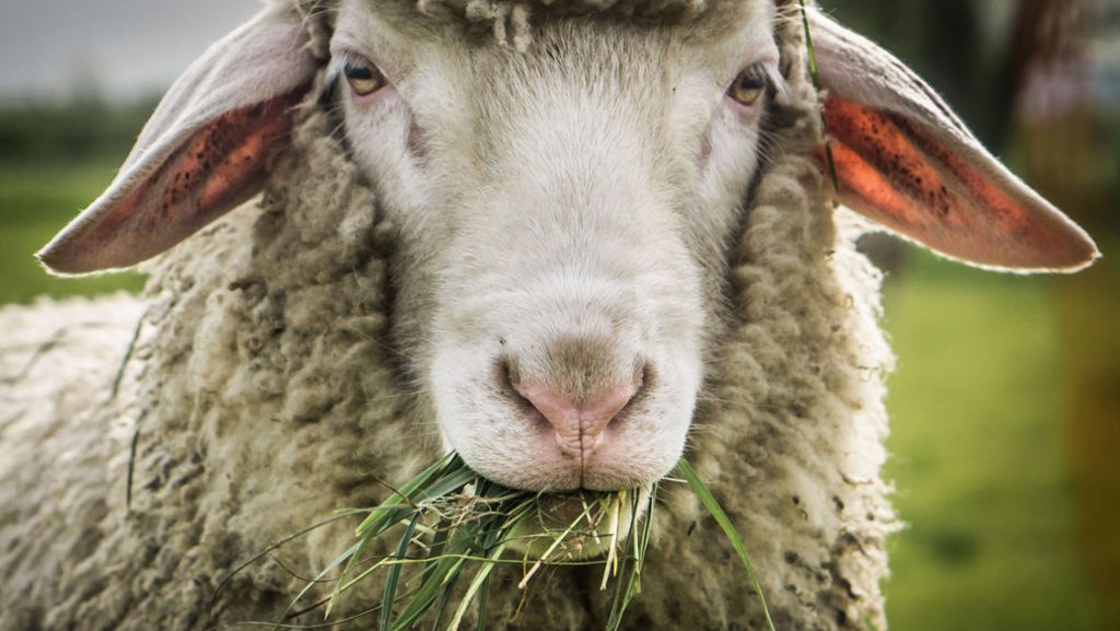Pro und Kontra: Lebendige Krippen: Schaf, Esel & Co auf Weihnachtsmärkten