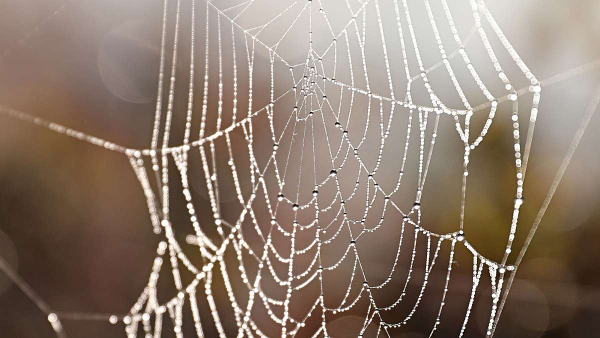 Forschungsreise in Kolumbien: Deutsche Doktorandin entdeckt neue Spinnenart