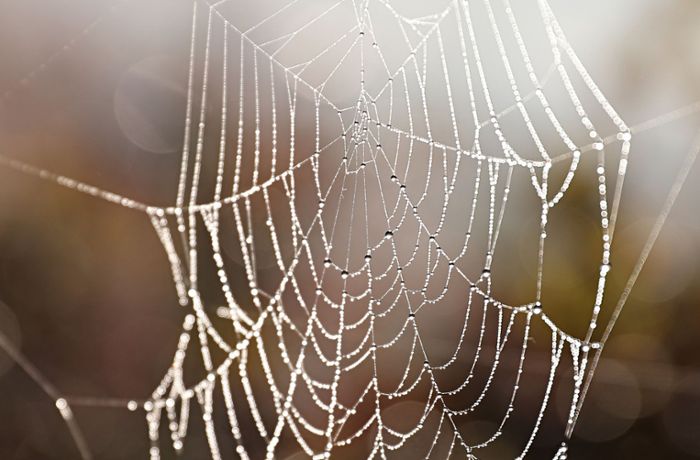 Deutsche Doktorandin entdeckt neue Spinnenart