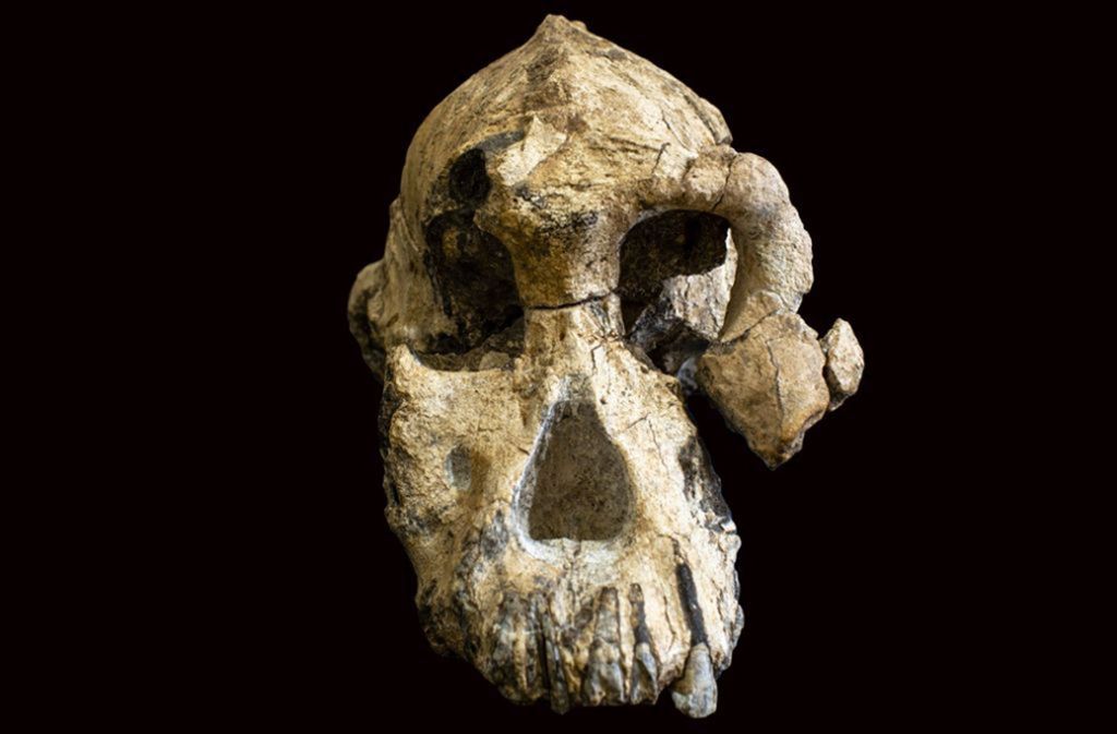 Der Schädel stammt von einem männlichen Individuum eines Australopithecus anamensis. Der mittlere und untere Teil ragen hervor.