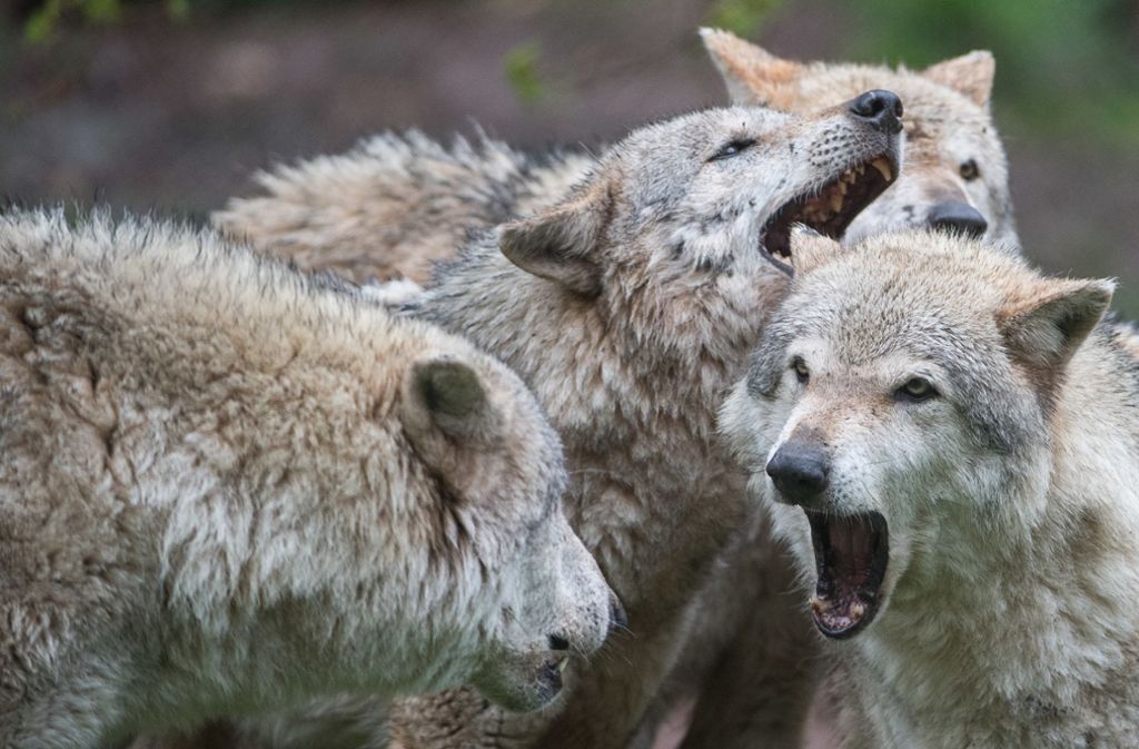 Nach langen Diskussionen einigte sich der Bundestag im Dezember auf einen leichteren Abschuss der Wölfe.