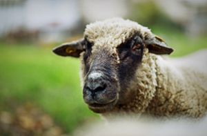 Schafe ertränkt, Hühner geköpft – Peta setzt Belohnung aus