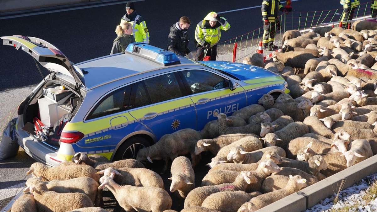  Ein Tiertransporter ist am Freitagmorgen auf der A8 bei Gruibingen in Flammen aufgegangen. Mehrere Schafe wurden gerettet, die A8 musste voll gesperrt werden. 