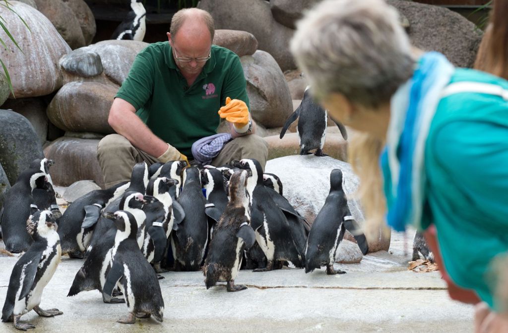 Schön anzusehen, die Pinguine in der Wilhelma. Aber die Schaulust kommt die Besucher bald teurer zu stehen.