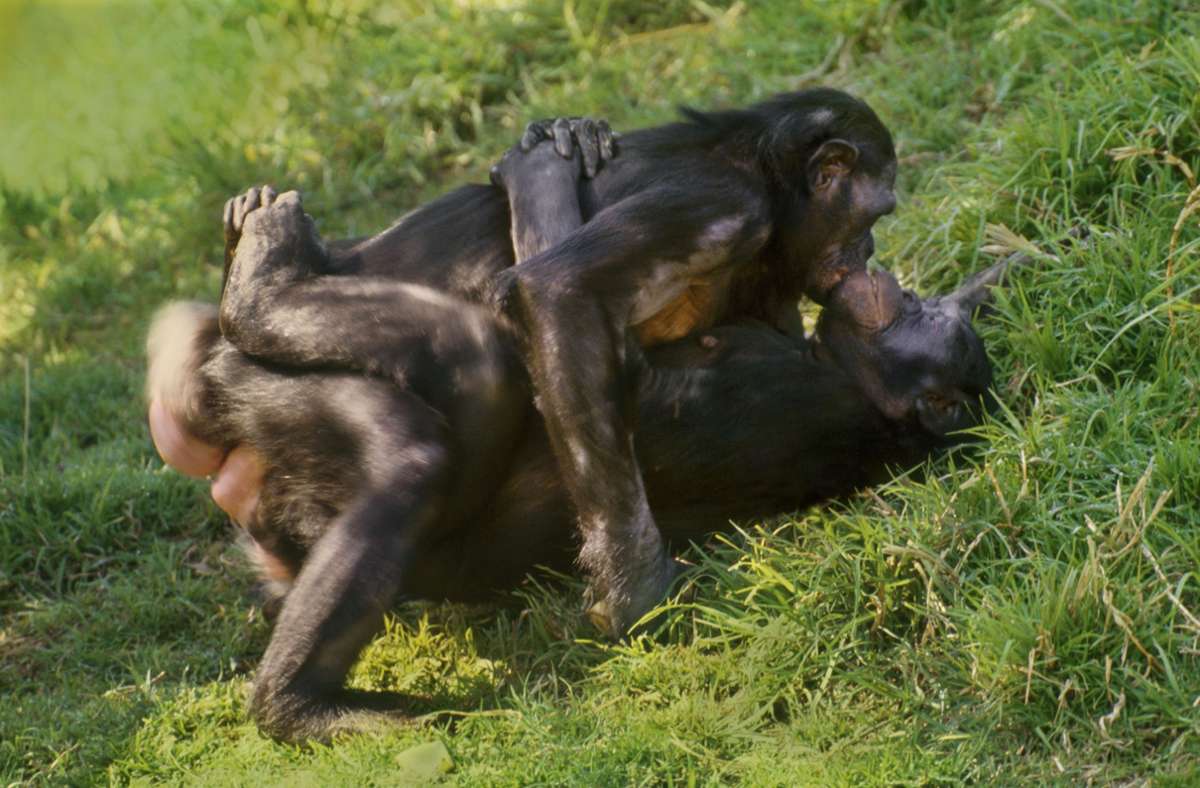 Zwei Bonoboweibchen haben Spaß zusammen.