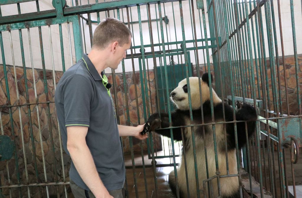 Der Berliner Tierpfleger Christian Toll streichtelt Panda-Weibchen «Mengmeng» in der Zuchtstation in Chengdu in der südwestchinesischen Provinz Sichuan, China.