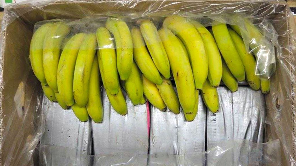 Drogen in Bananenkisten: Polizei findet  Rekordmenge an Kokain