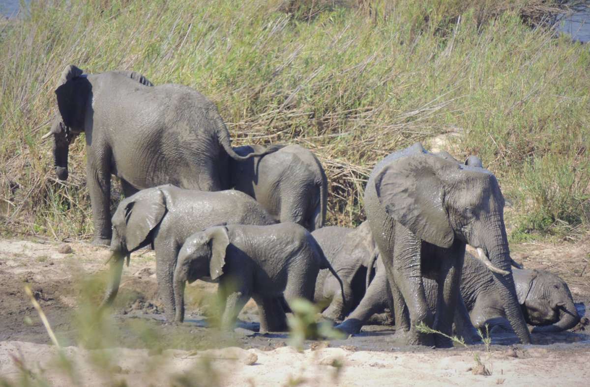 Afrikanische Elefanten: niedrige Ansteckungsgefahr mit Covid-19.