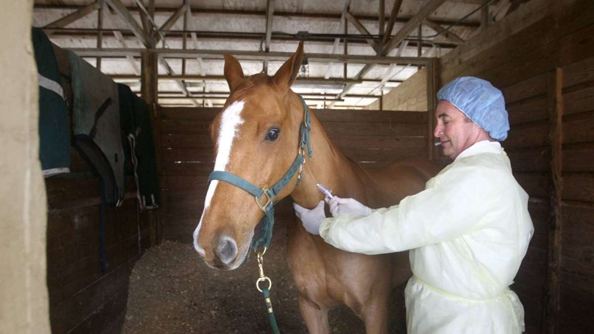 Herpes-Impflicht bei Pferden aufgehoben