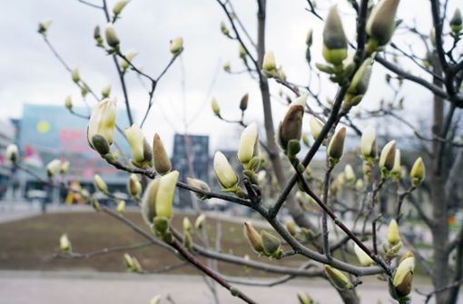 Mitte März blühten die Magnolien in Stuttgart. Dazu war es mal eher mild, mal recht kühl. Foto: Fotoagentur-Stuttgart/Andreas Rosar
