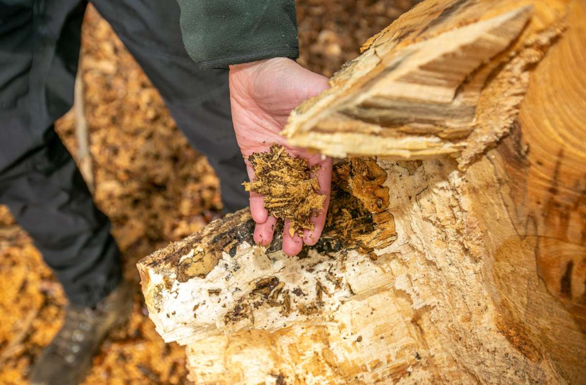 Die Fäule hat das Holz ganz morsch gemacht. Weil das Holz nicht verwertet werden kann, bleibt der tote Baum als Lebensraum für Pflanzen und Tiere im Wald liegen.
