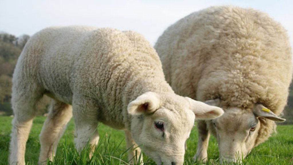 Ludwigsburg: Polizisten in Zivil retten Schaf das Leben