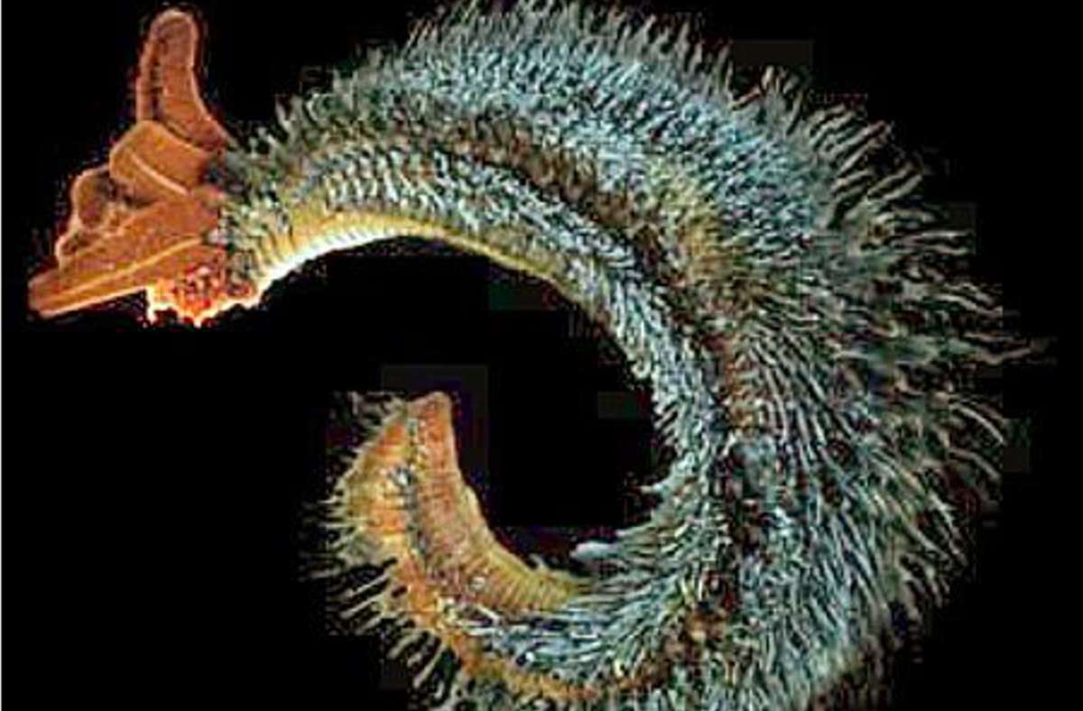 Der Pompejiwurm (Alvinella pompejana), ein in der Tiefsee heimischer Ringelwurm von zehn bis 13 Zentimeter Länge liebt es besonders warm. Sein Lebensraum sind 80 Grad heiße hydrothermale Quellen in der Tiefsee des östlichen Pazifischen Ozeans.