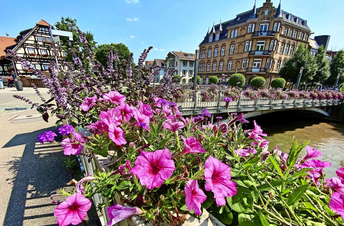 Zahlreiche Balkonkästen mit Petunien, Geranien und afrikanischem Basilikum zieren die Geländer entlang der Agnespromenade. Farblich sind die rosa-violetten Blumen auf das Schelztorbeet abgestimmt, und das Basilikum ist besonders insektenfreundlich.