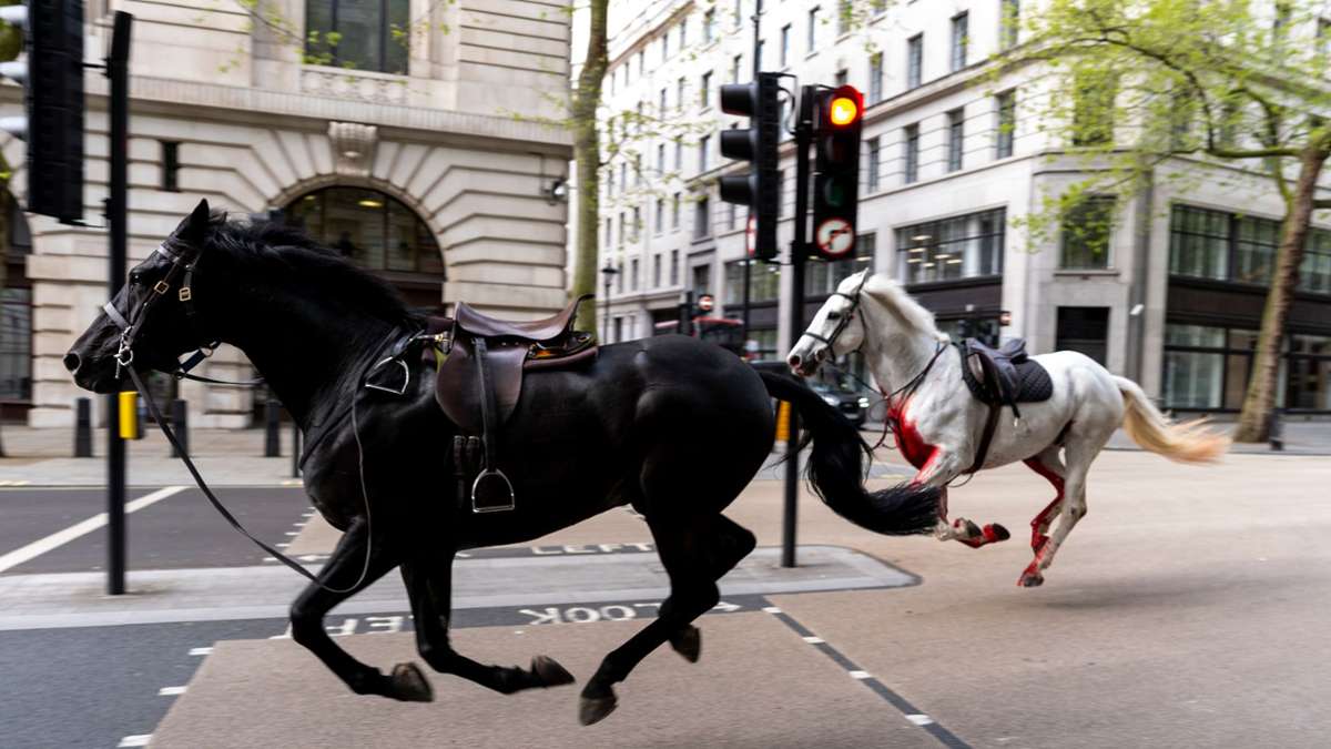 Zwei ausgebrochene Pferde galoppieren durch die Straßen Londons. Bei einer Routineübung im Stadtteil Belgravia rissen sich mehrere Militärpferde los und rannten anschließend durch die Innenstadt.