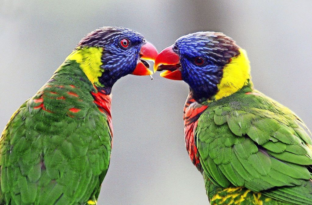 Papageien berauschen sich nicht nur an Liebesbekundungen, sondern – wie in Indien geschehen – auch an Schlafmohn.