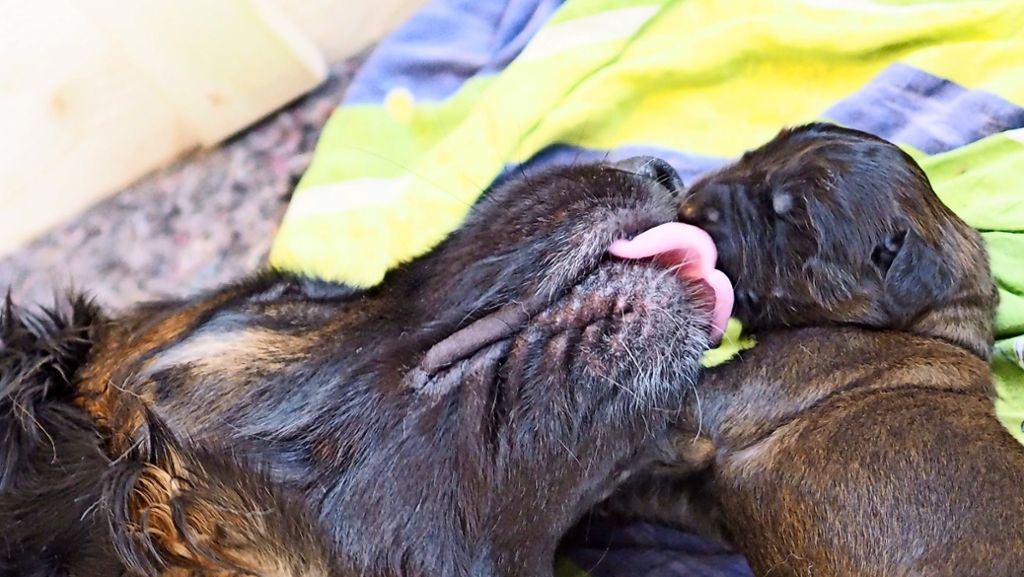 Leonberger Hundewelpen: Geeignetes Zuhause für ein Sensibelchen gesucht