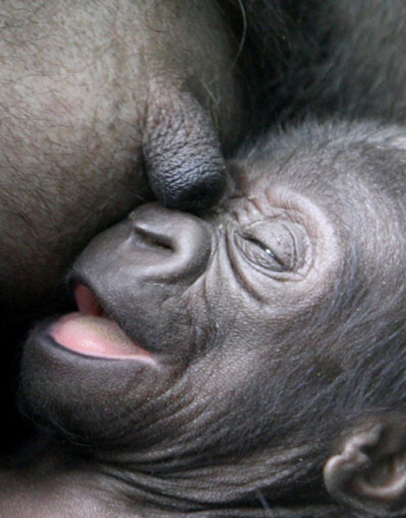 Zusammen mit den Bonobos ziehen die Gorillas in die im Bau befindliche neue Menschenaffenanlage. Hier soll die Zucht der stark gefährdeten Riesen neue Früchte tragen.