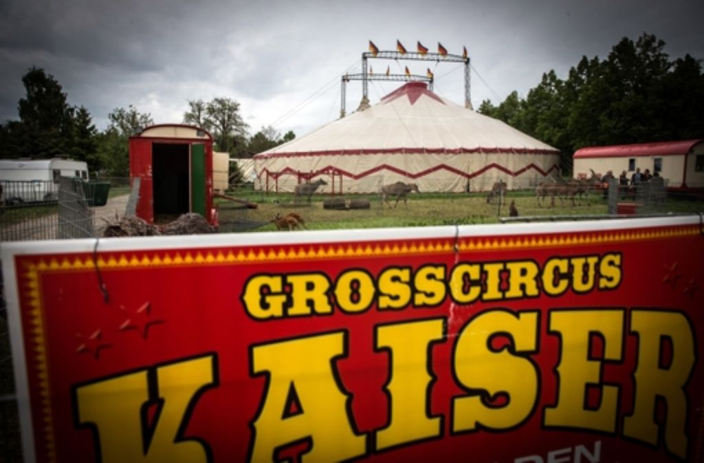 Aus dem Gehege des Circus Kaiser (unser Bild enstand im vergangenen Jahr in  Stuttgart-Möhringen) ist jetzt auch in Süßen ein Rindvieh ausgerissen. Foto: Zweygarth