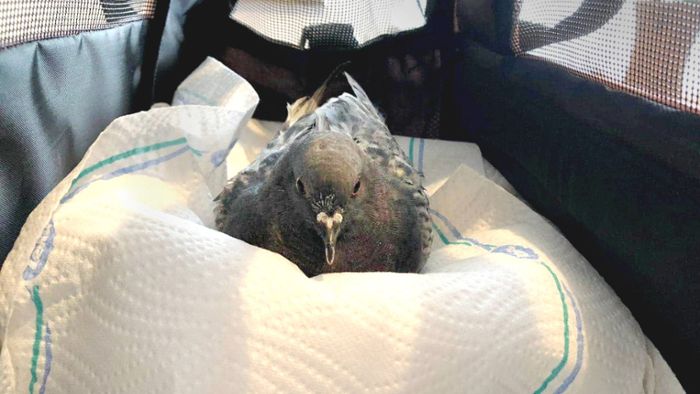 Verletzte Vögel in Böblingen: Tierquäler schießt auf Tauben