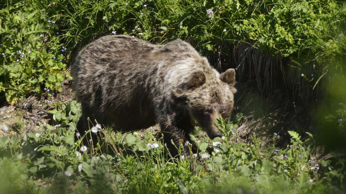 Tiere: Neuerliche Angriffe von Braunbären in der Slowakei