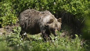 Neuerliche Angriffe von Braunbären in der Slowakei