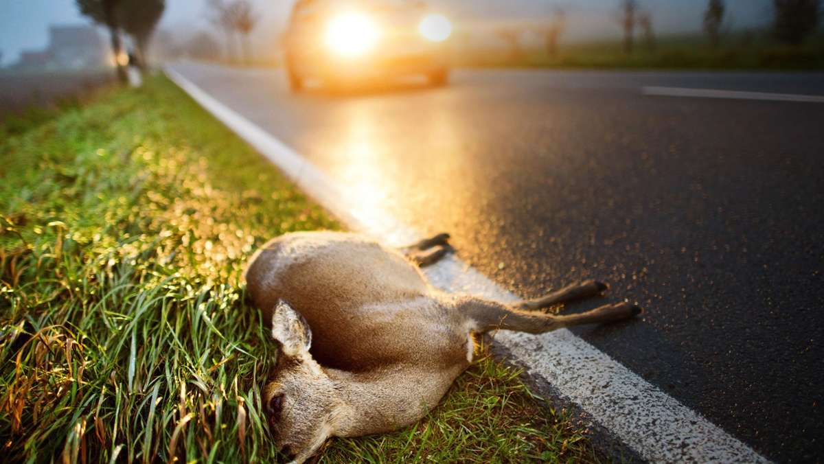 Tiere in Stuttgart: Tödliche Gefahr am Straßenrand